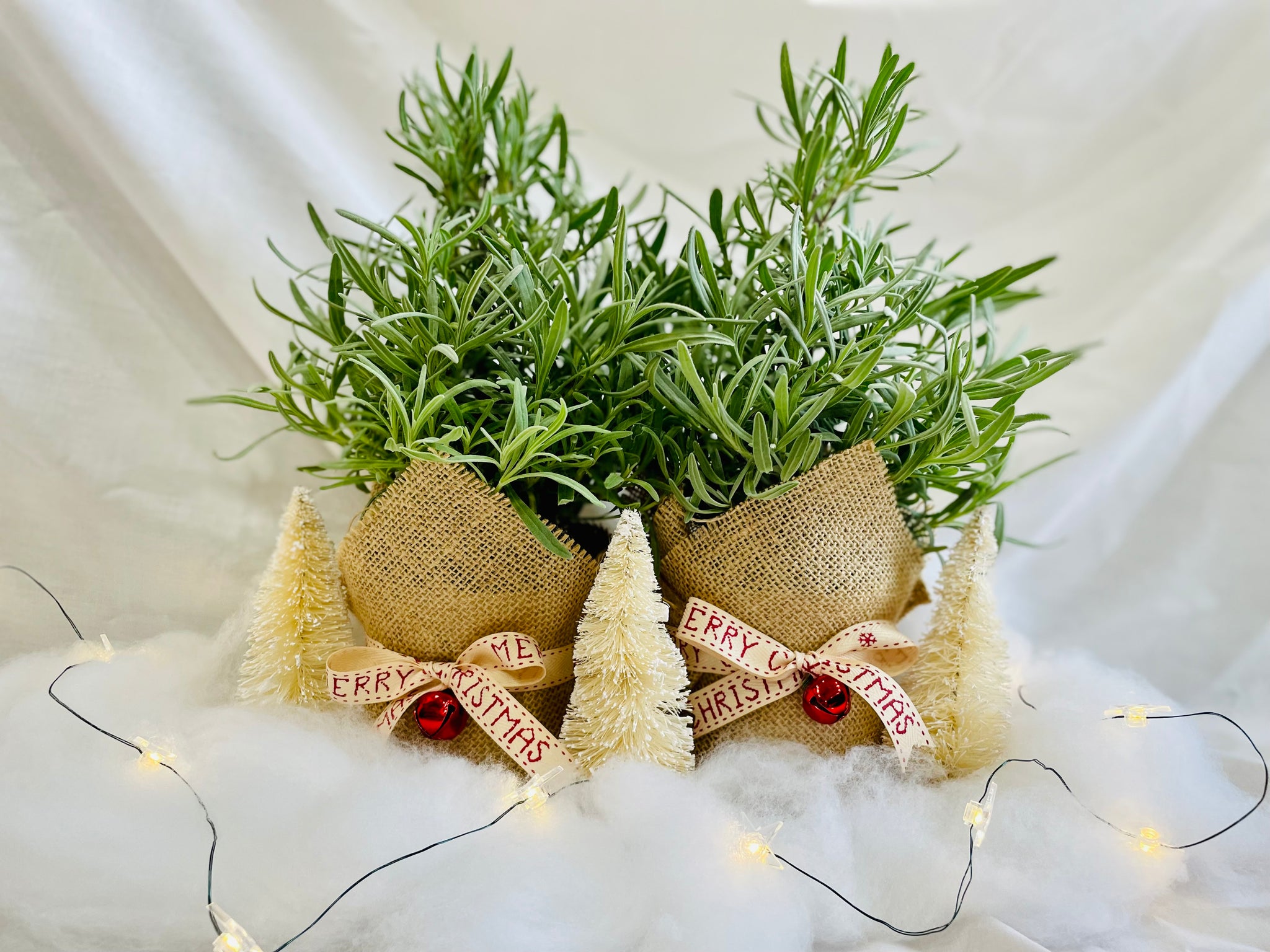 holiday lavender plant Holiday Lavender – Happy Sunrize