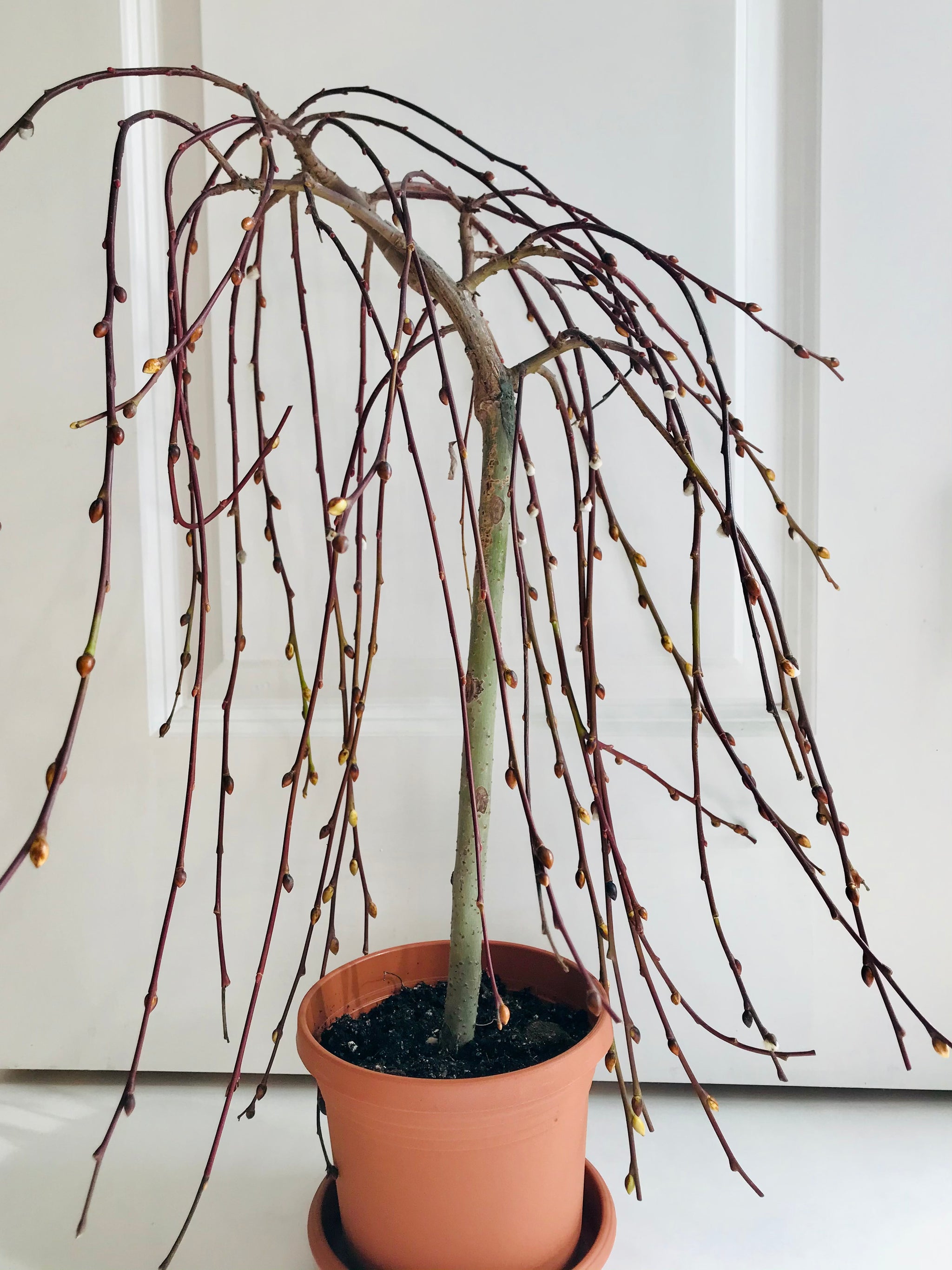 pussy willow house plant The Tree of Enchantment – Happy Sunrize
