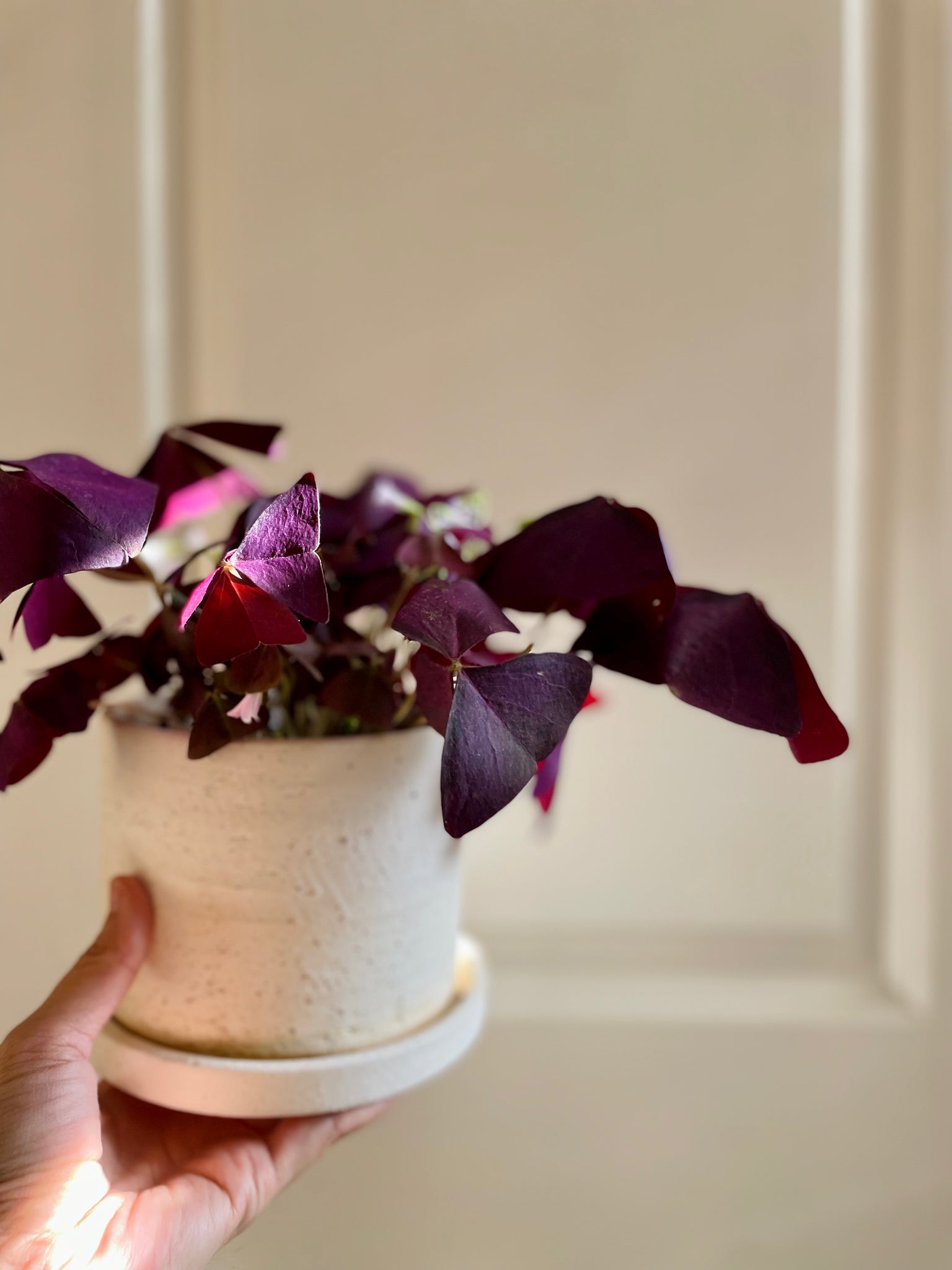 indoor purple shamrock plant Purple Shamrock (Oxalis Triangularis) – Happy Sunrize