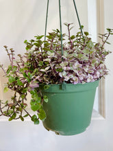 Load image into Gallery viewer, Tradescantia Pink Panther (Callisia C. Repens)
