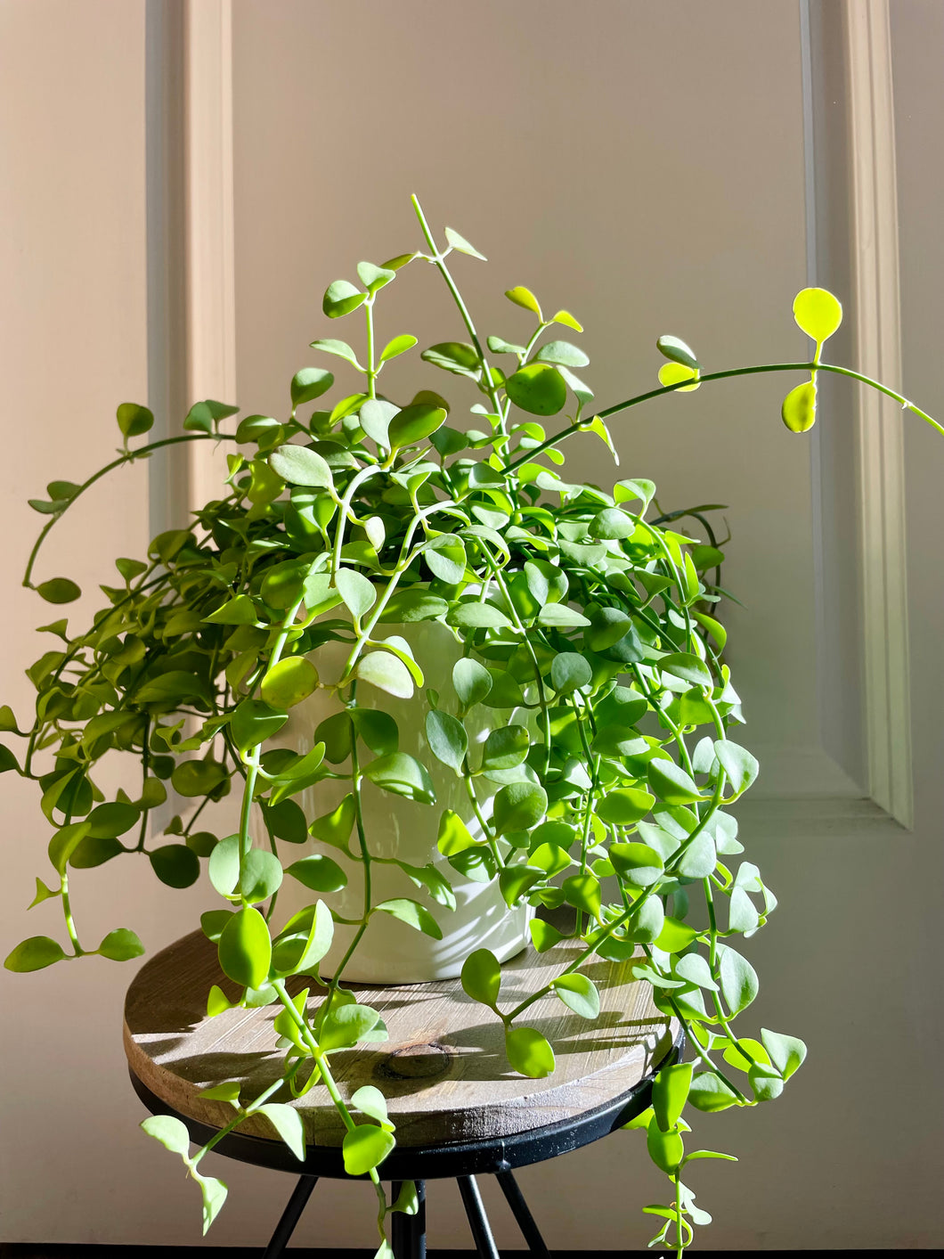 Dischidia Oiantha “green”