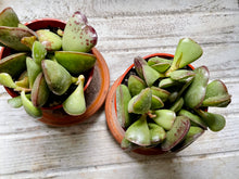 Load image into Gallery viewer, Calico Hearts (Adromischus Maculatus)
