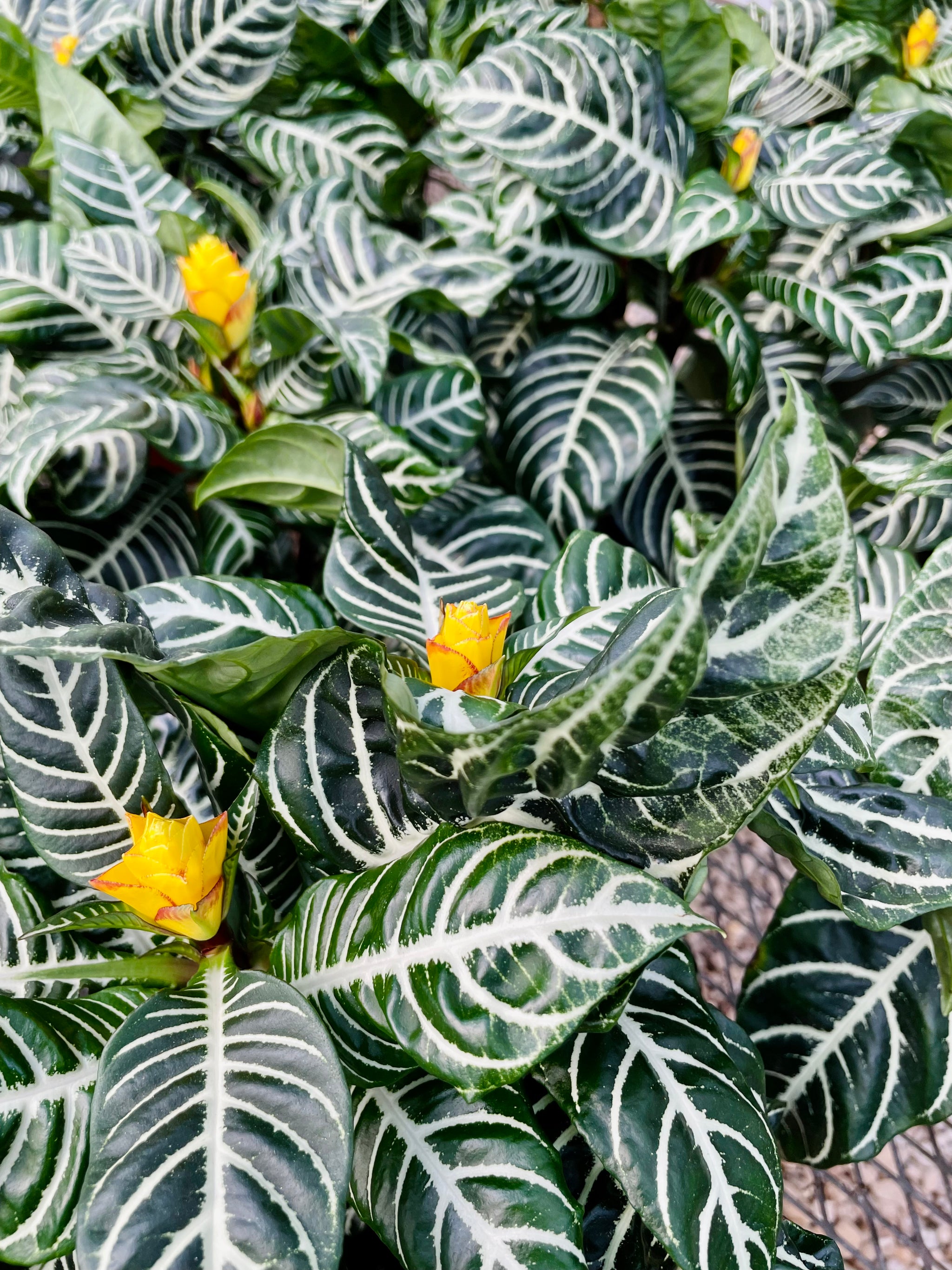 Zebra Plant (Aphelandra Squarrosa) – Happy Sunrize