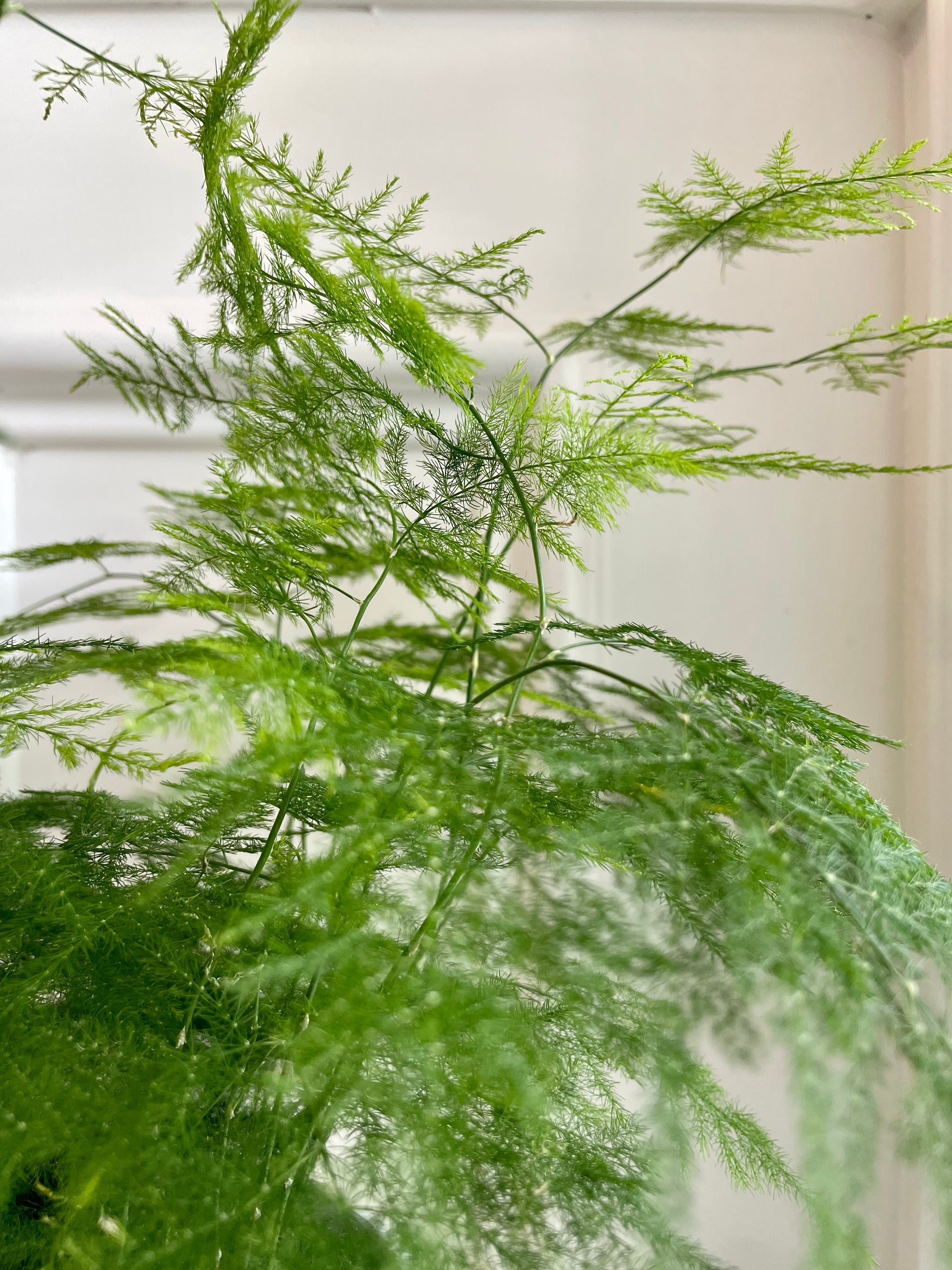 asparagus setaceus hanging fern plant Lace fern (Asparagus setaceus) – Happy Sunrize