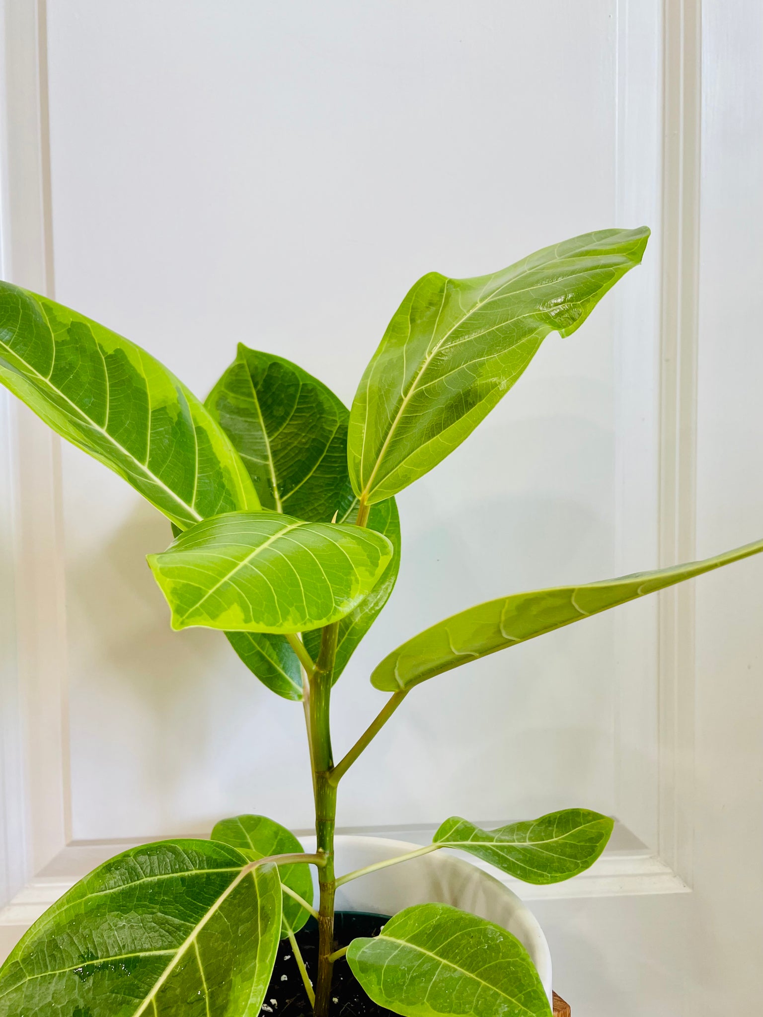 yellow gem ficus altissima Ficus Altissima 'Yellow Gem' 6" Pot