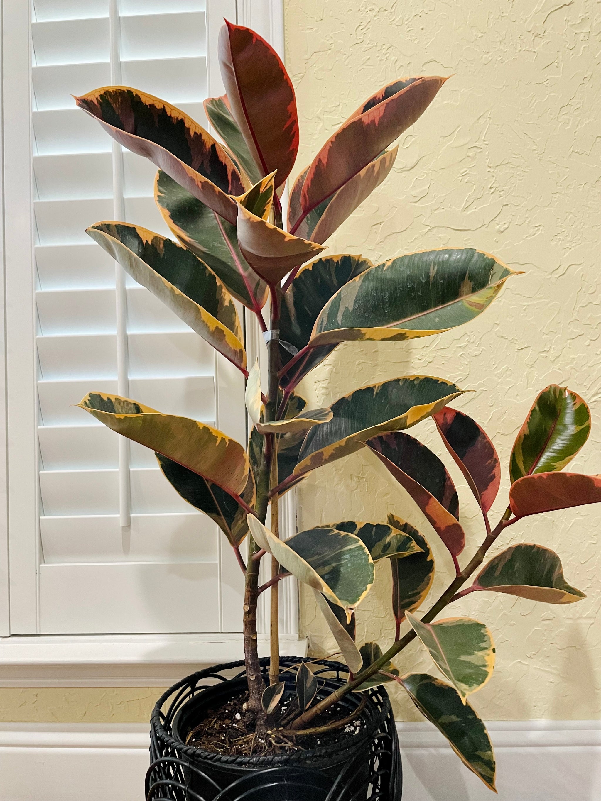 red ruby rubber tree Ficus Elastica Red Ruby – Happy Sunrize