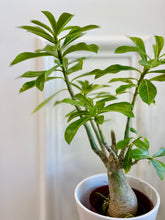 Load image into Gallery viewer, Desert rose (Adenium Obesum)
