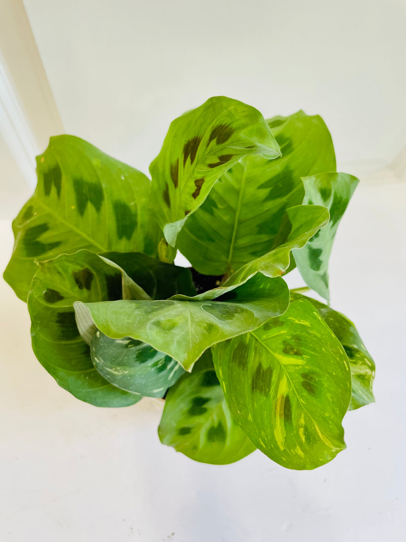 rabbit tracks prayer plant Rabbit Track Prayer Plant (Maranta Leuconeura Kerchoviana) – Happy Sunrize