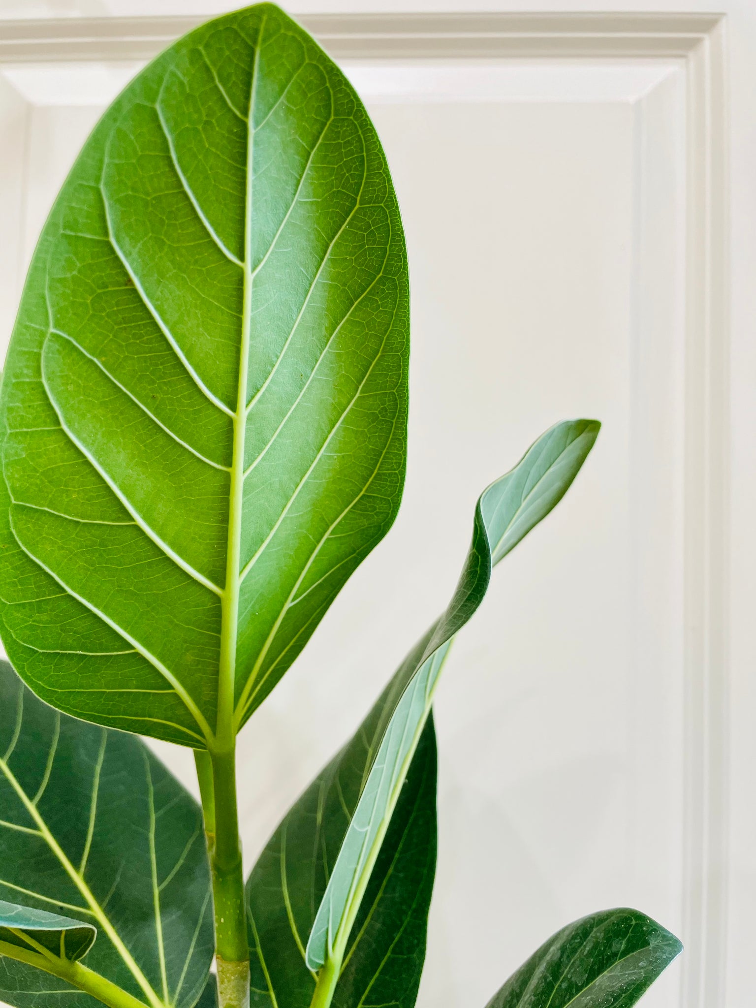ficus audrey fruit Ficus Audrey (Ficus benghalensis) – Happy Sunrize