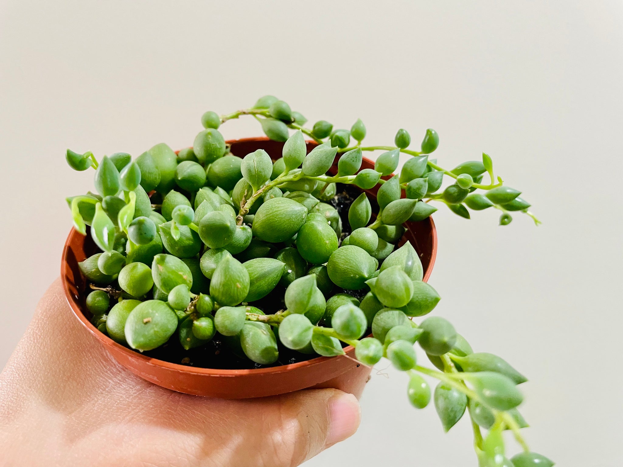 tears succulent String of Tears (Senecio Herreianus or Curio herreianus)) – Happy Sunrize