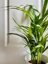 Load image into Gallery viewer, Areca Palm (Chrysalidocarpus lutescens)
