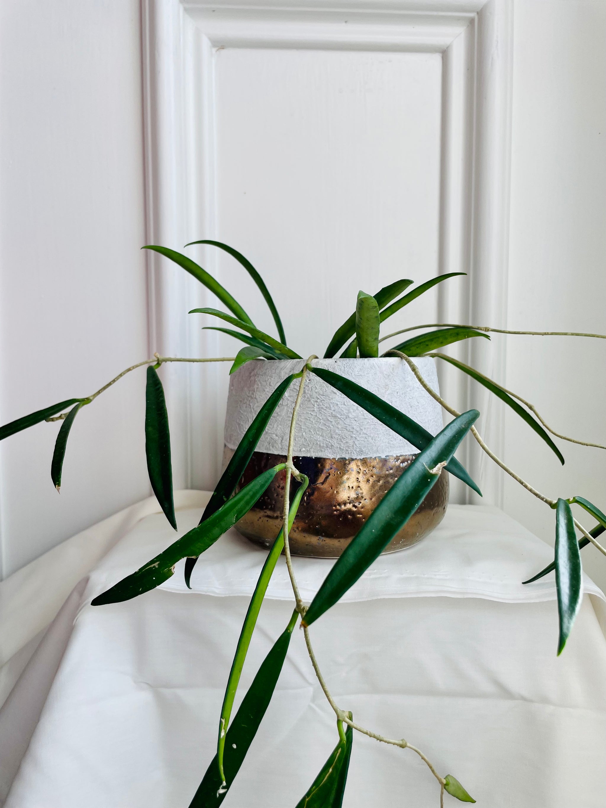 Hoya Shepherdii – Happy Sunrize