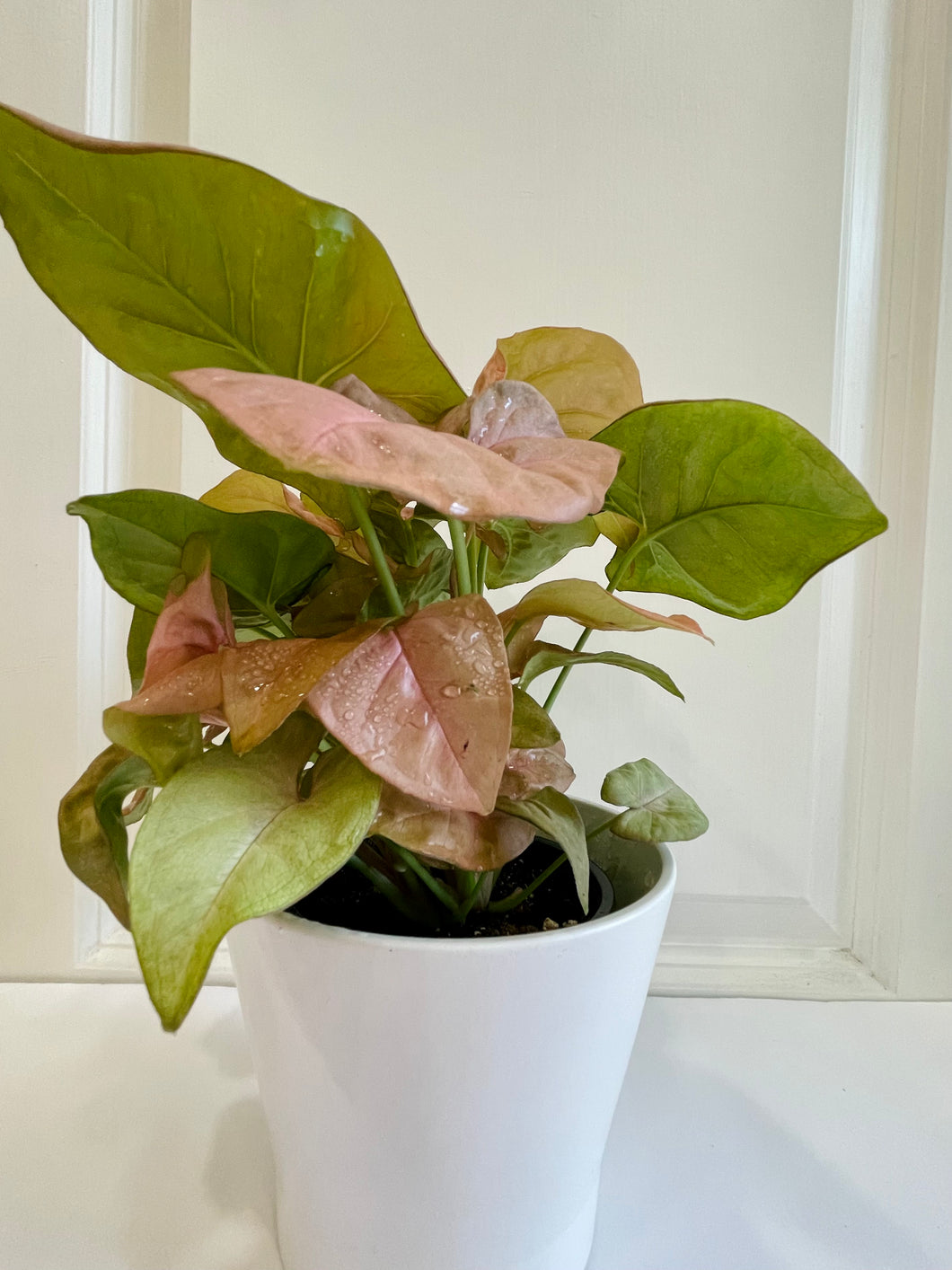 Pink Arrowhead Plant (Syngonium Podophyllum Pink Allusion)