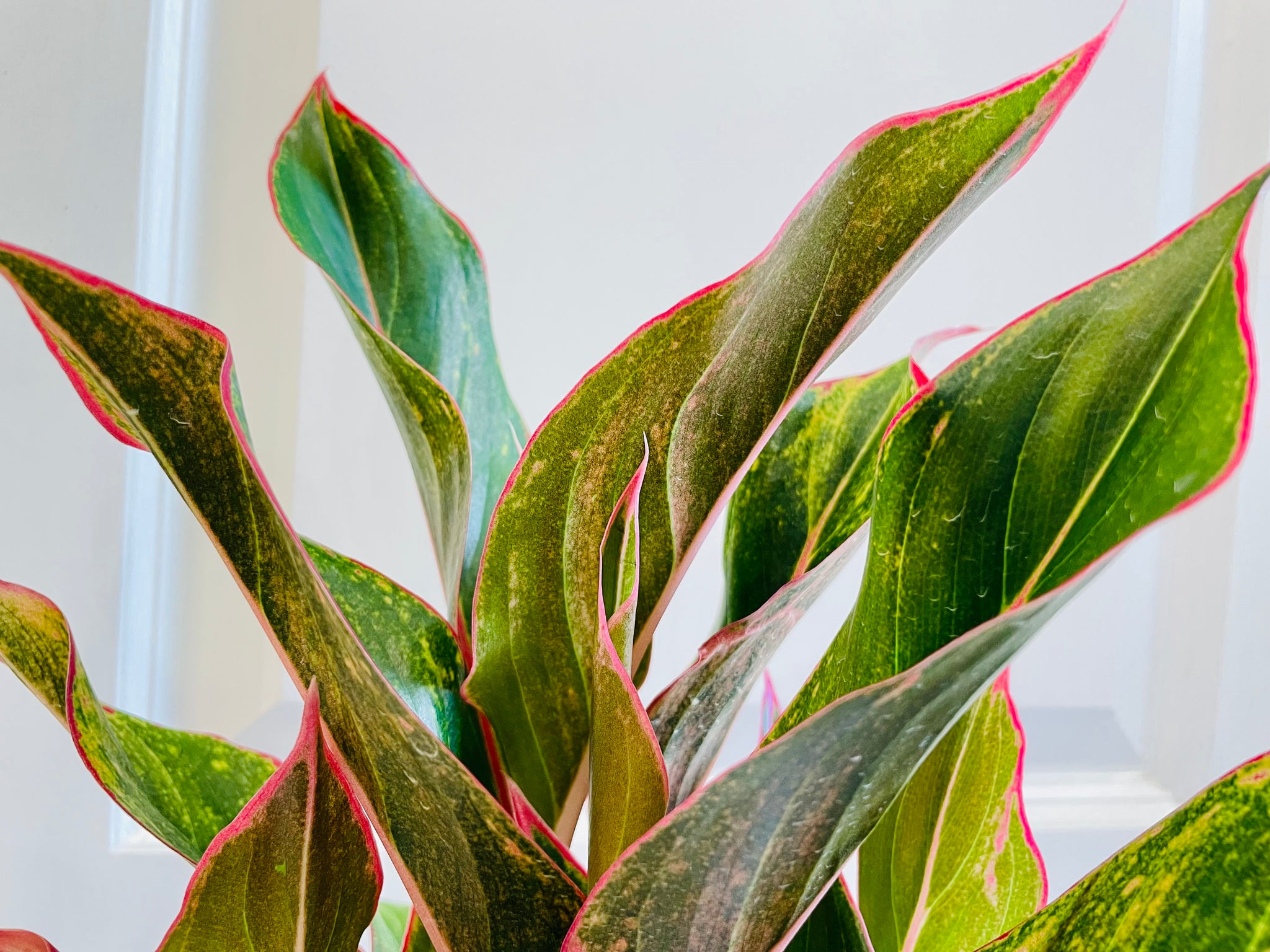 aglaonema red siam aura Red Siam Aurora (Aglaonema) – Happy Sunrize