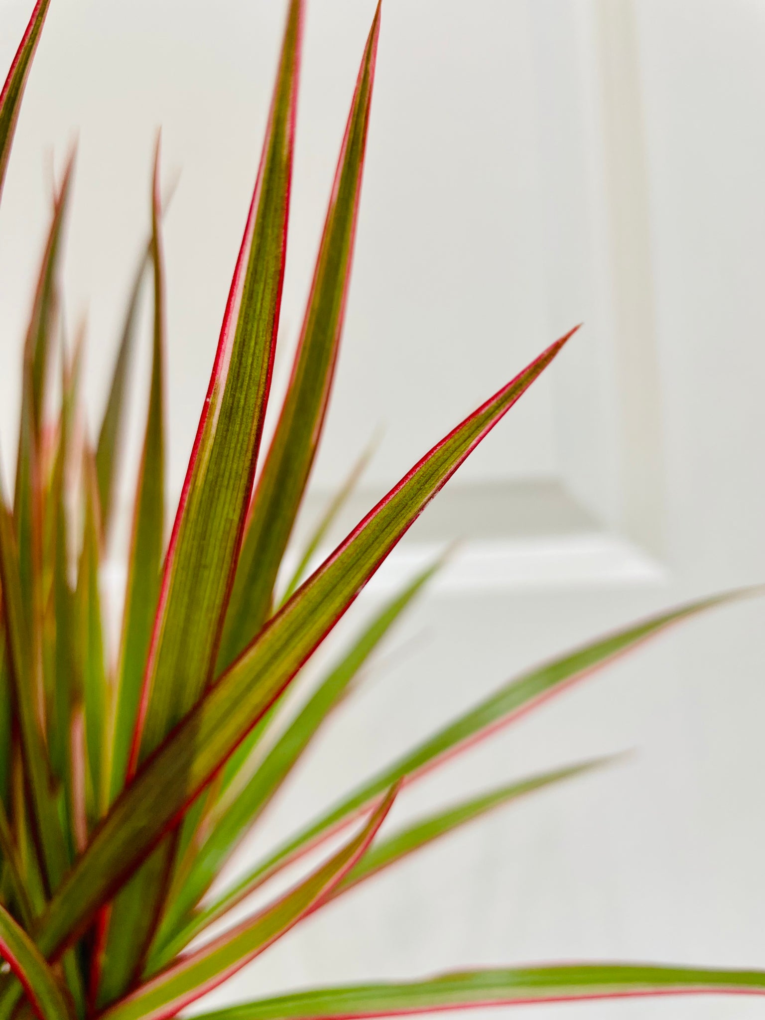 red-edged dracaena or dragon tree Dragon Tree (Dracena marginata bicolor) – Happy Sunrize
