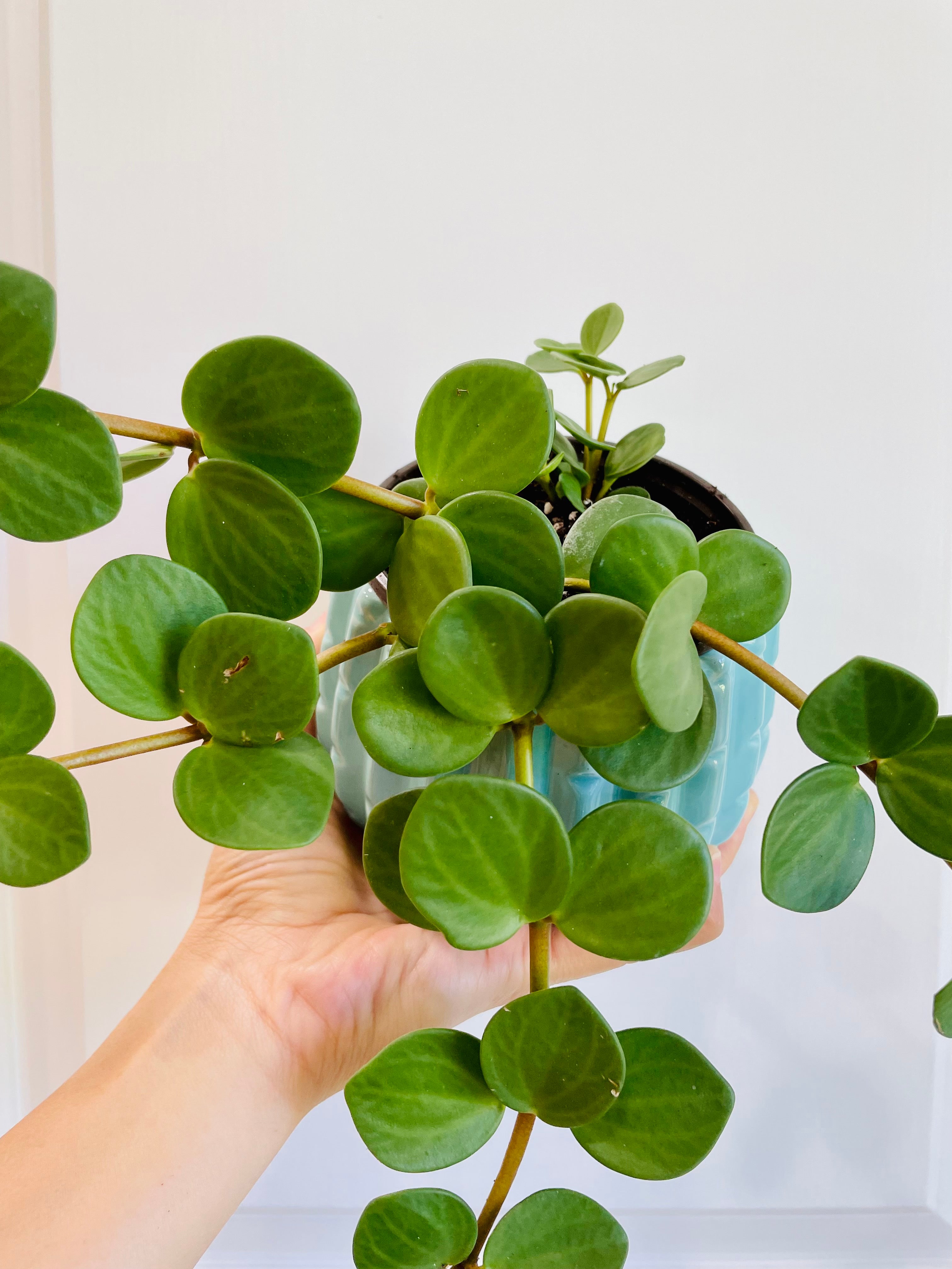 Peperomia Hope (Peperomia Tetraphylla ) – Happy Sunrize