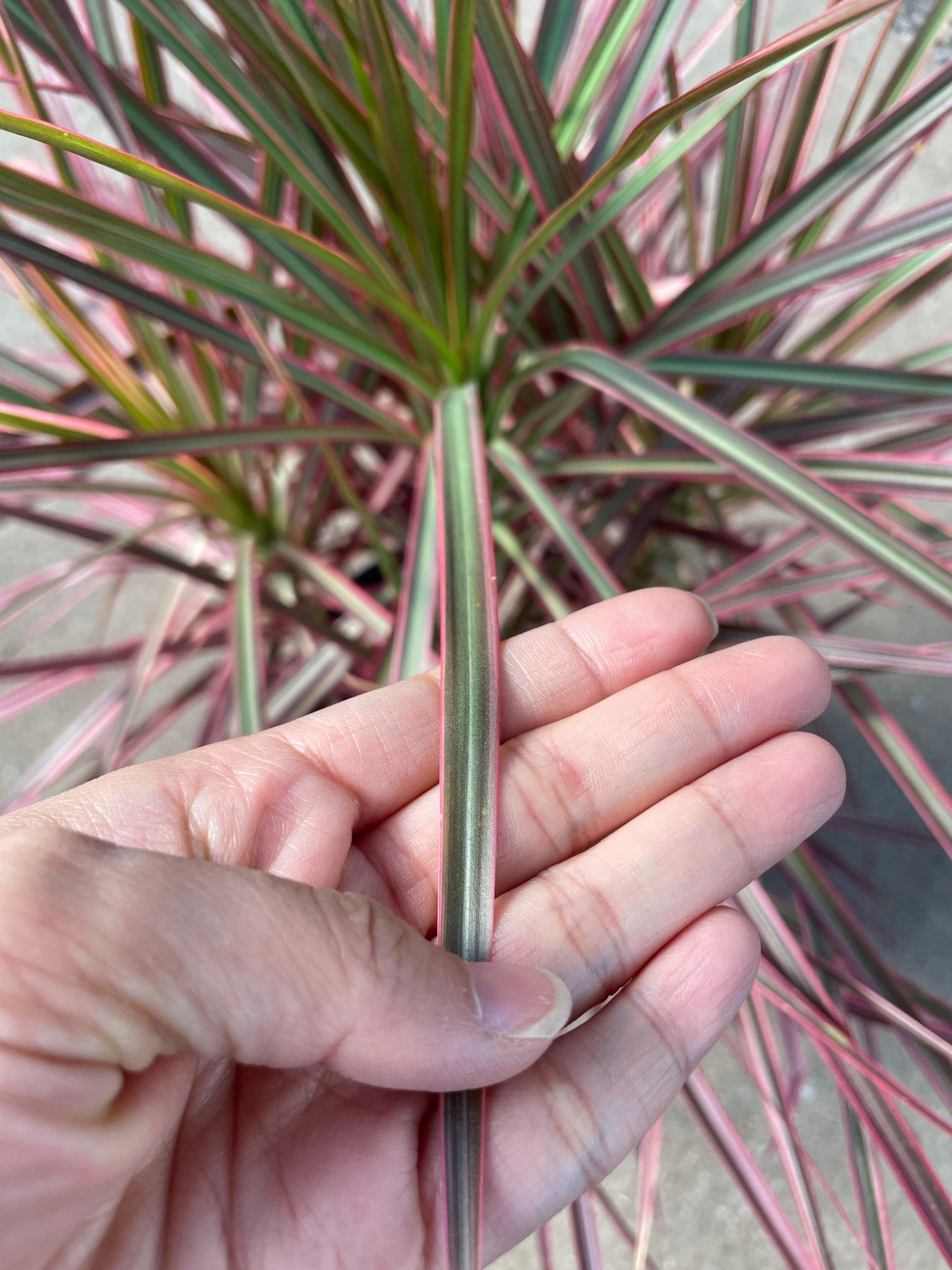 dracaena bi color Dragon Tree (Dracena marginata bicolor) – Happy Sunrize