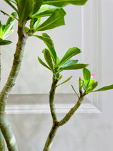 Load image into Gallery viewer, Grafted Desert rose (Adenium Obesum)
