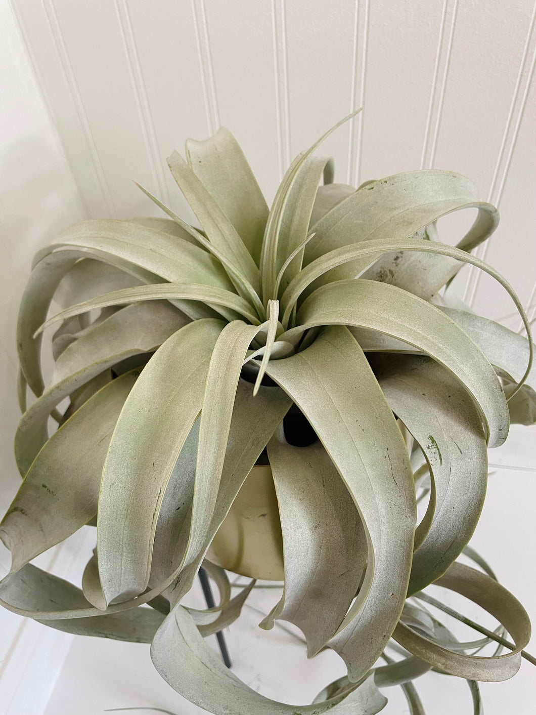 largest air plant Extra Large Air Plant (Tillandsia Xerographica) – Happy Sunrize