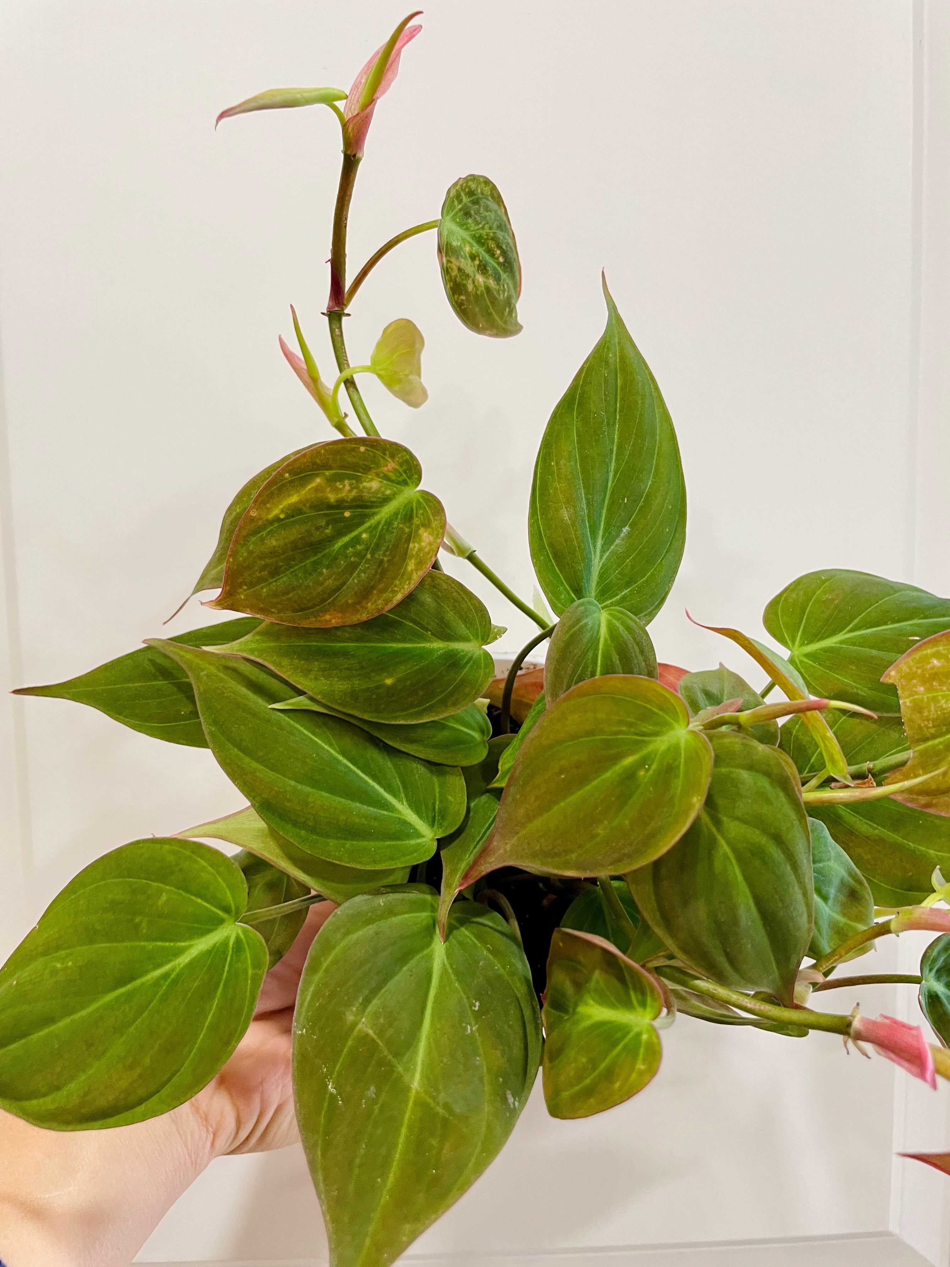 velvet micans philodendron Philodendron Micans 4"