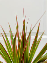Load image into Gallery viewer, Dragon Tree (Dracena marginata bicolor)
