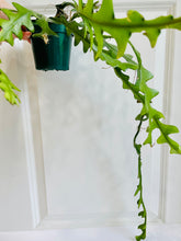 Load image into Gallery viewer, Ric Rac Cactus (Epiphyllum anguliger)

