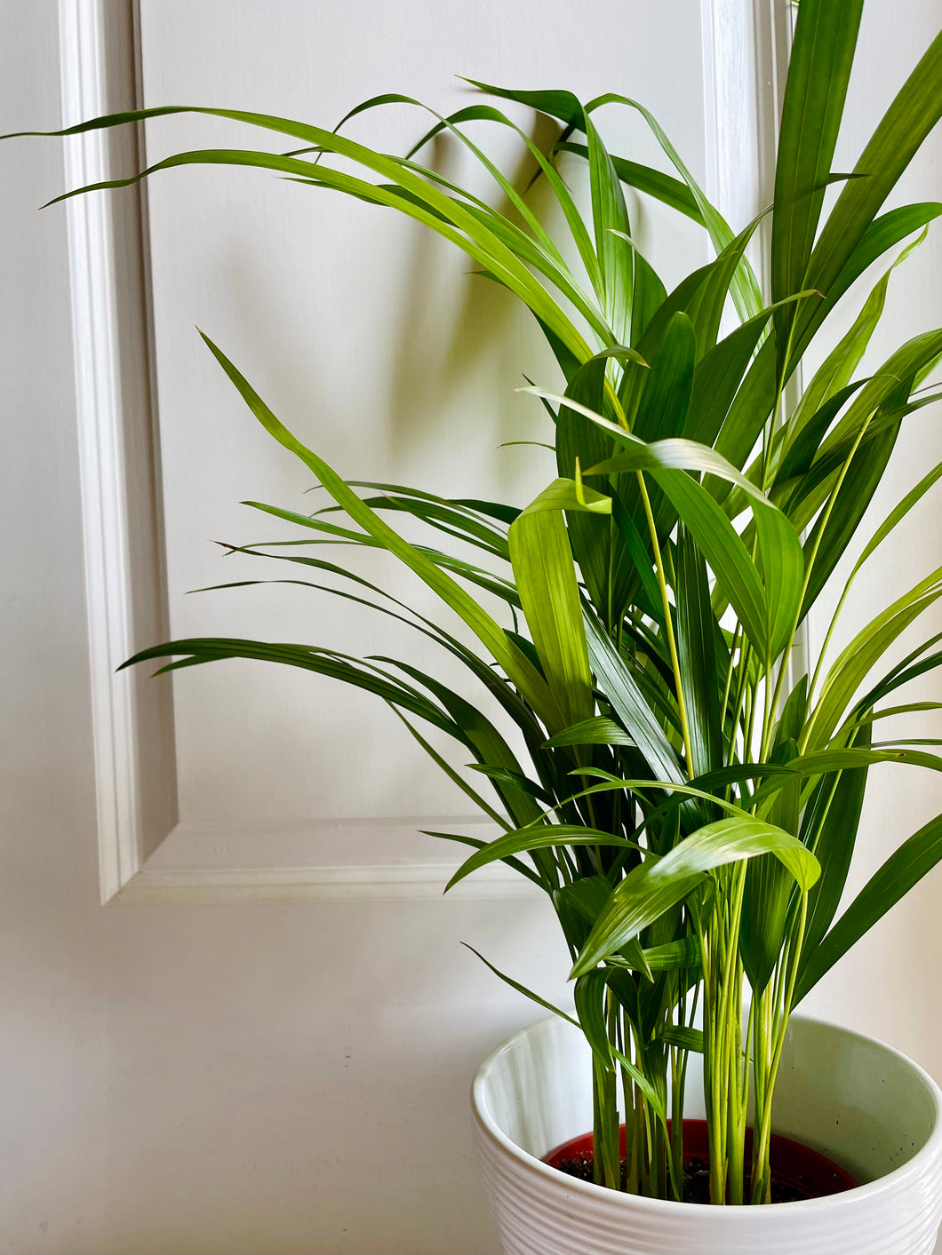 chrysalidocarpus lutescens areca palm Areca Palm (Chrysalidocarpus lutescens) – Happy Sunrize