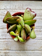 Load image into Gallery viewer, Calico Hearts (Adromischus Maculatus)
