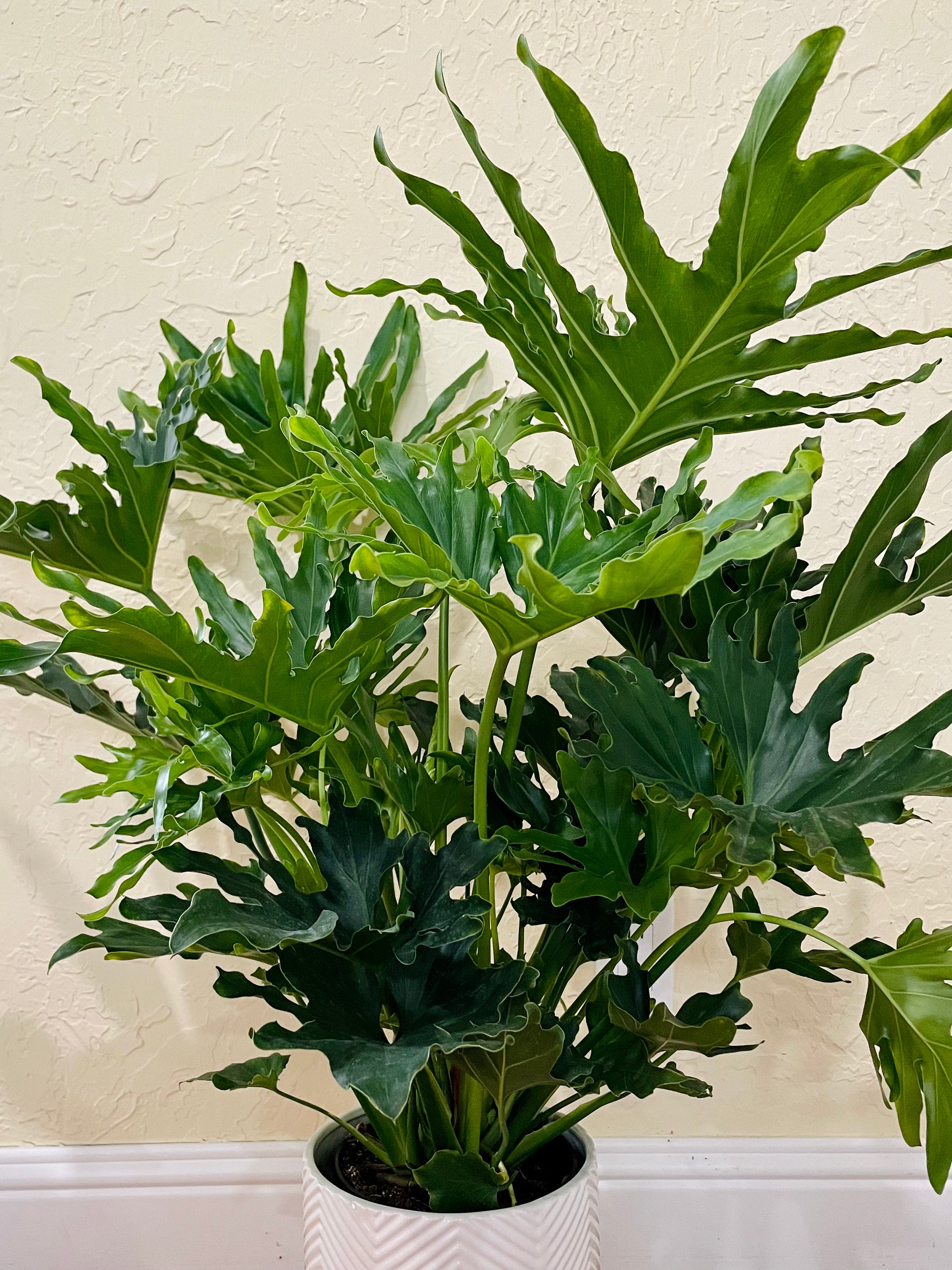 Philodendron Hope (Thaumatophyllum bipinnatifidum) – Happy Sunrize